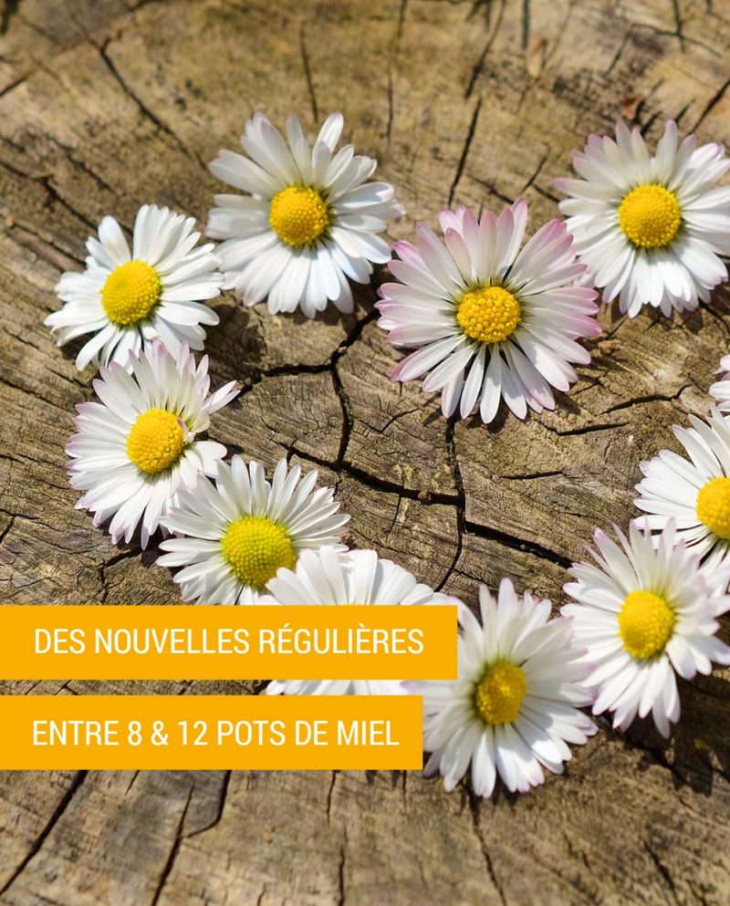 Adopte 1/8 de ruche - Pack marguerite