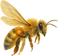 Abeille qui a un usage décoratif sur le site